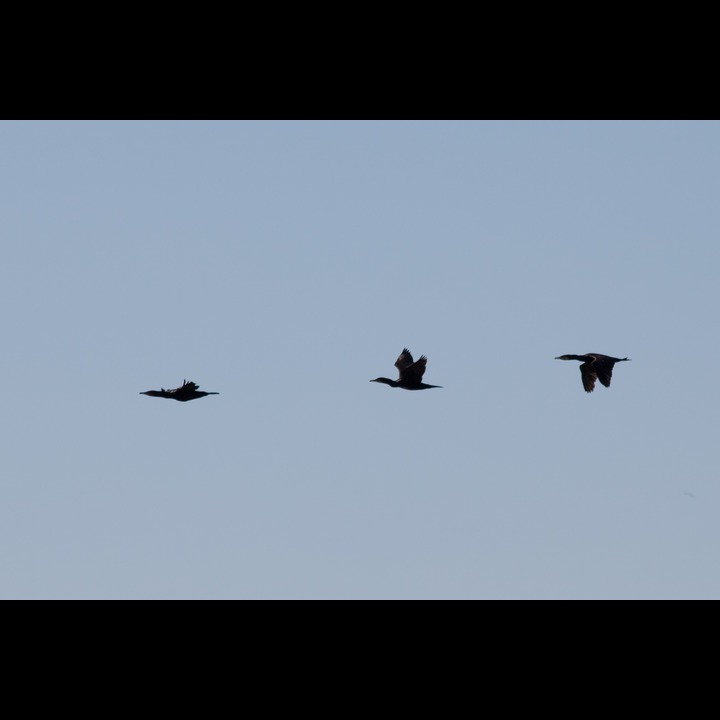 Cormorants at Kviloodden