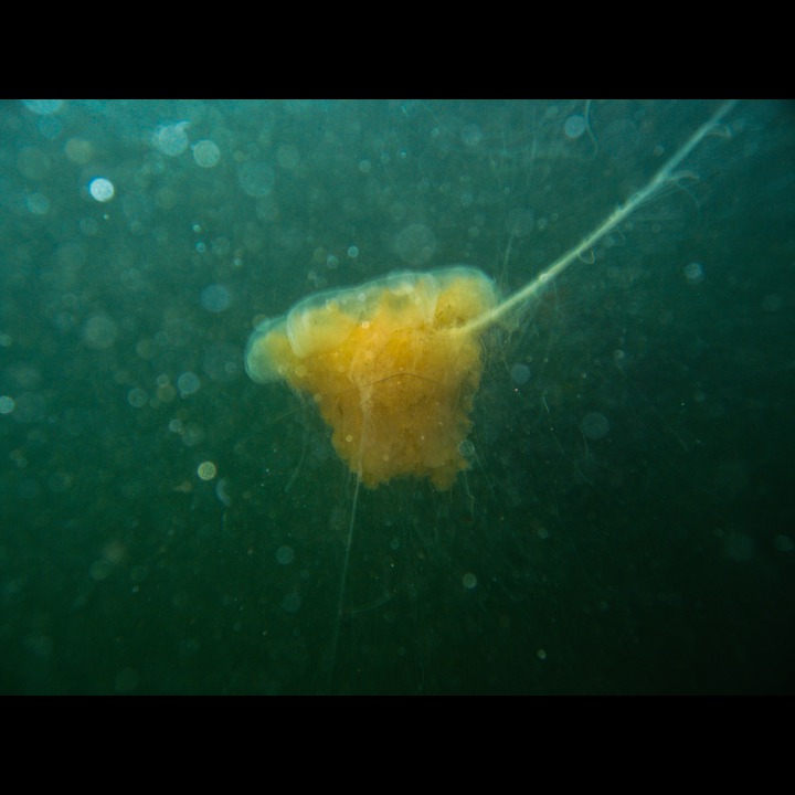 Jellyfish - Østhassel