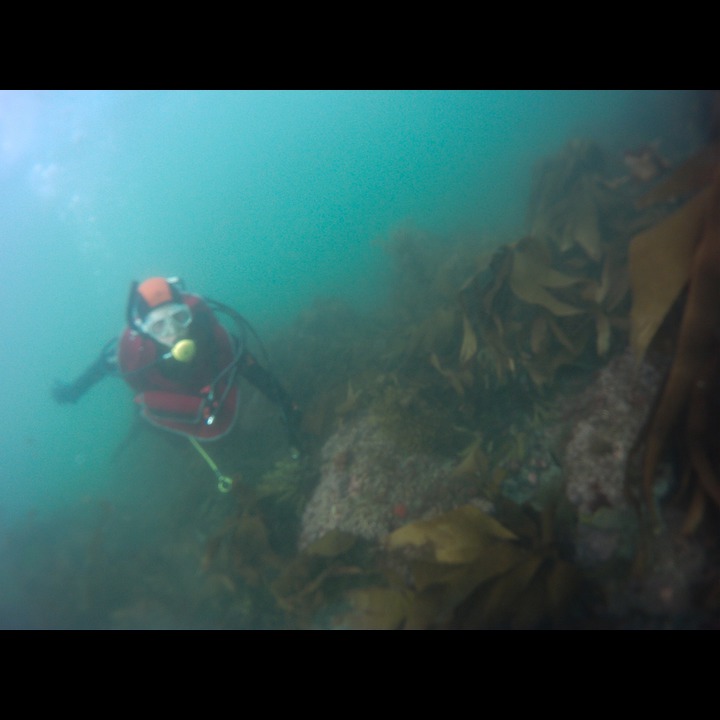 Toufoul among the kelp