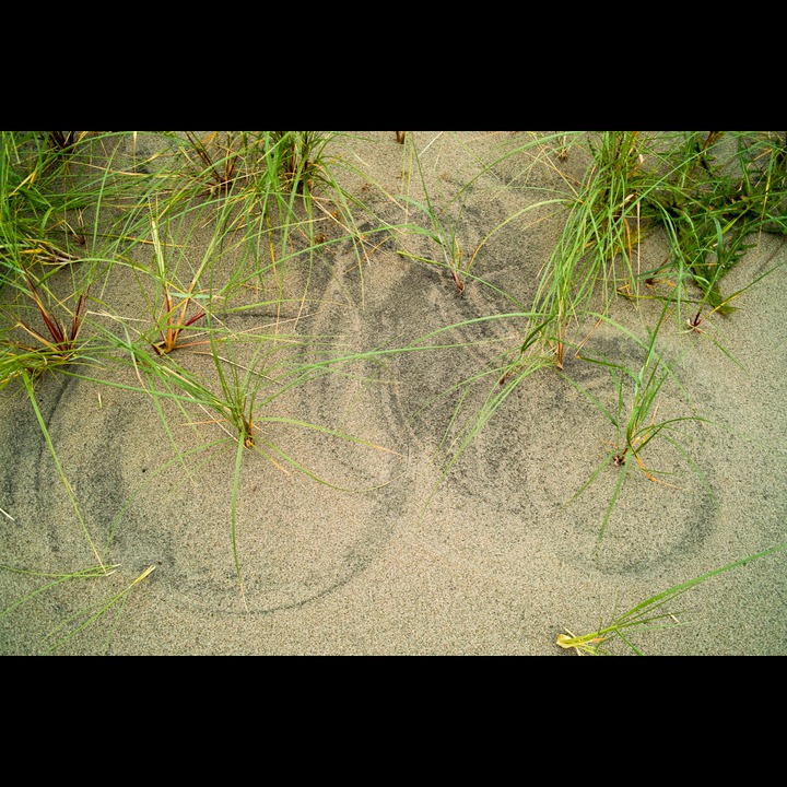 Dune grass drawing circles in the wind