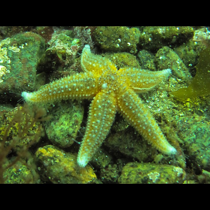 Starfish at Snekkestø