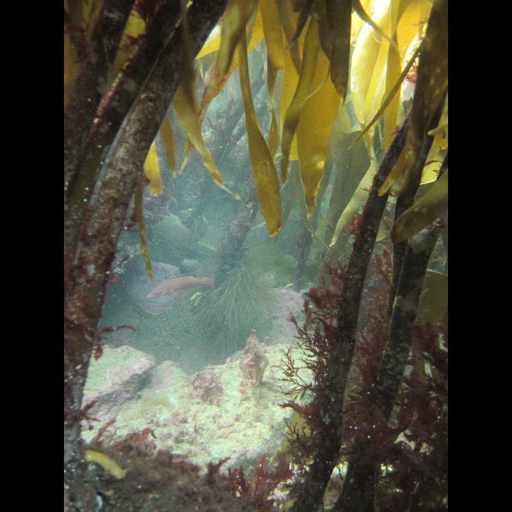 Kelp forest at Snekkestø