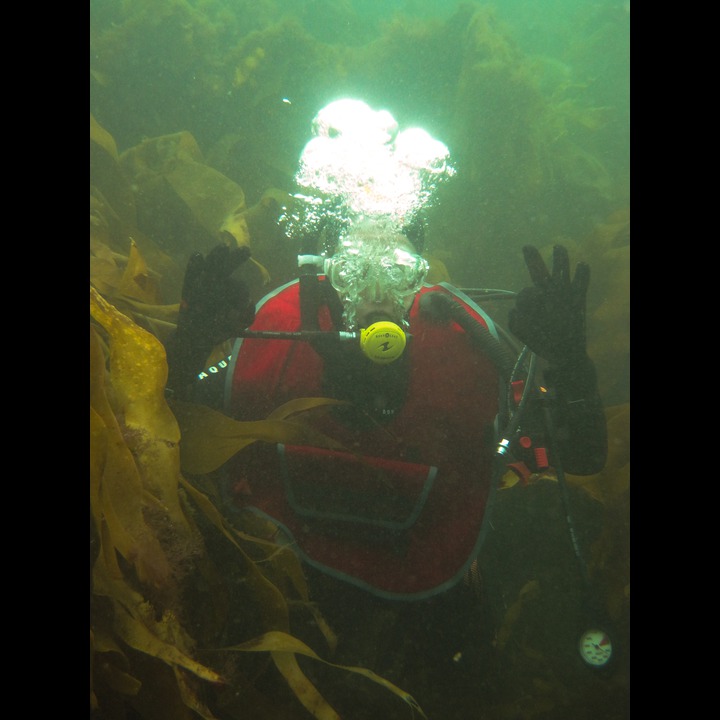 Toufoul in the kelp at Snekkestø