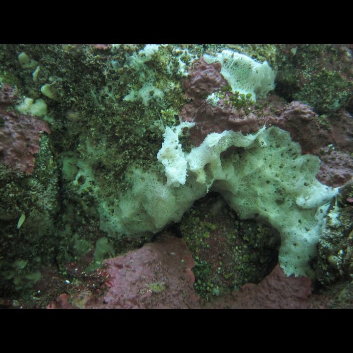 Sponge colony at Snekkestø