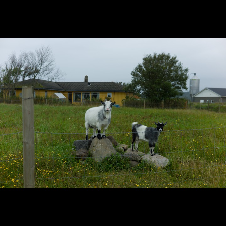 The Maldes' goats, Kviljo