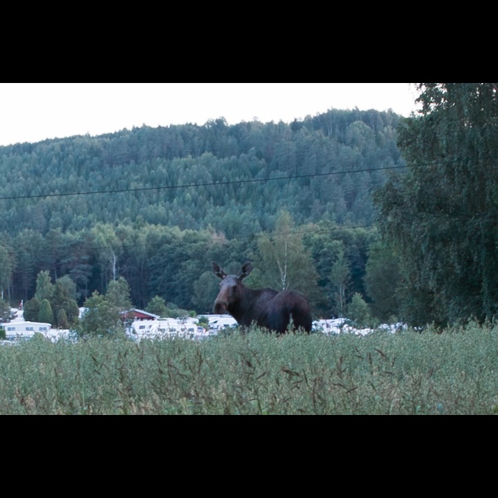 A moose, 50m from the kitchen window.