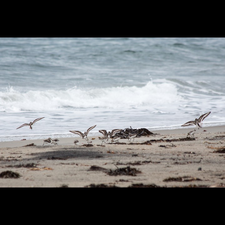 Myrsnipe - Dunlin, Kviljoodden