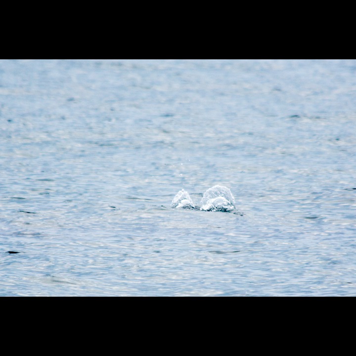 Scoters (Svartand) diving