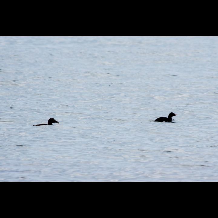 Common Scoter - Svartand