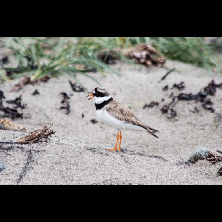 Sandlo - Ringed Plover