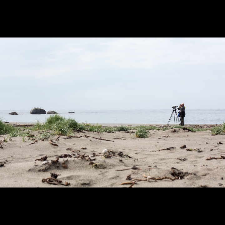 Birdwatchers and cormorants at Kviljoodden