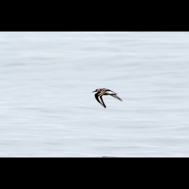 Myrsnipe - Dunlin, Kviljoodden