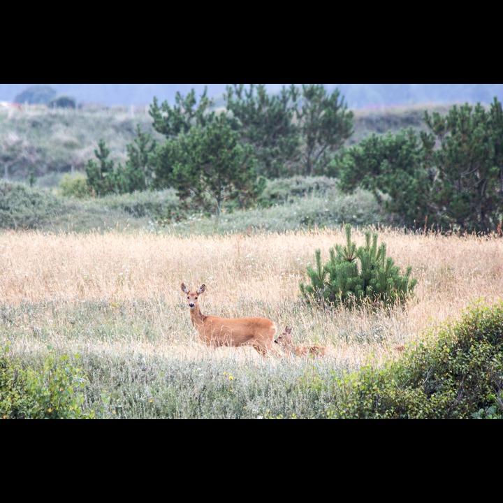 Deer and calf behind the sand dunes at Kviljo