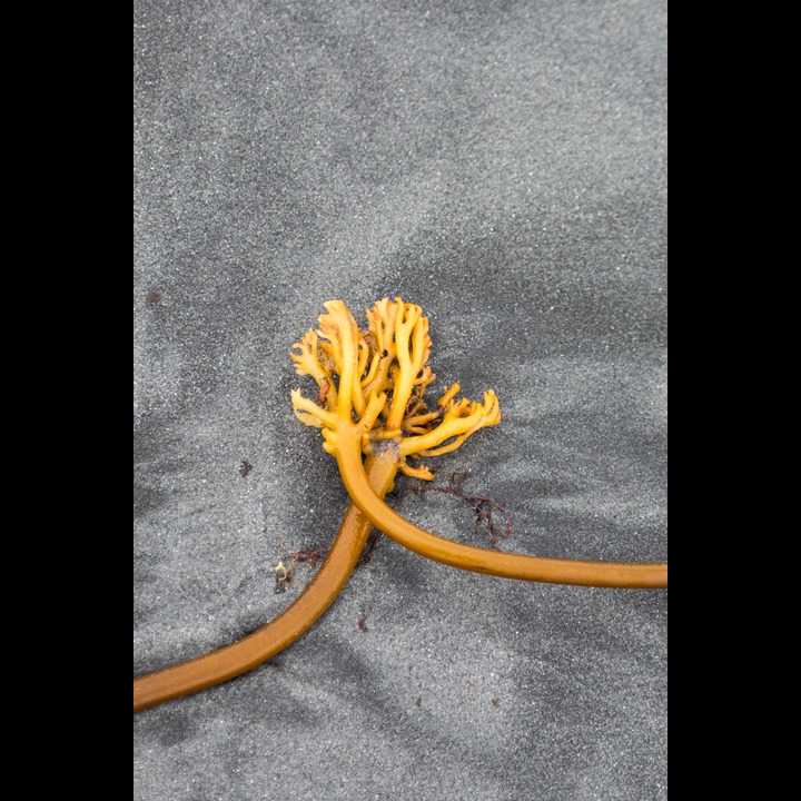 Laminaria sea weed, uprooted