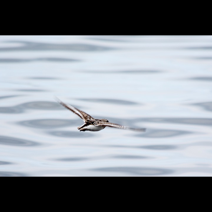 Myrsnipe - Dunlin, Kviljoodden