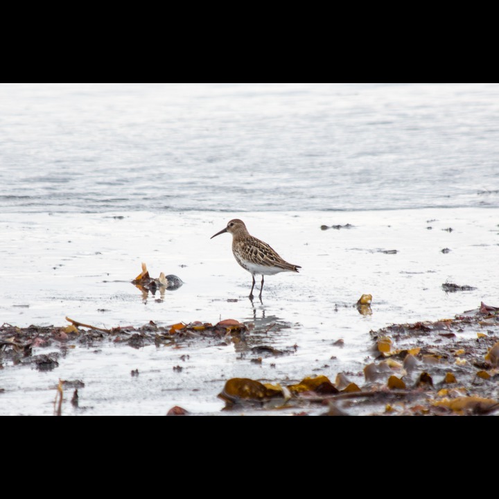 Dunlin (Myrsnipe) at Kviljoodden