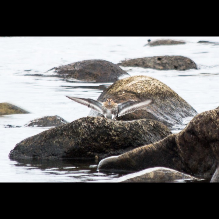 Dunlin (Myrsnipe)