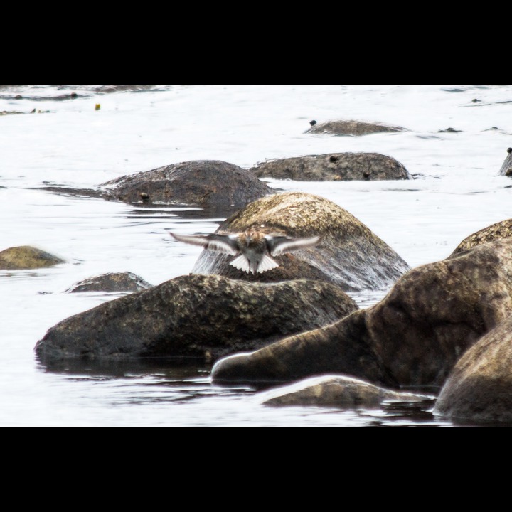 Dunlin (Myrsnipe)