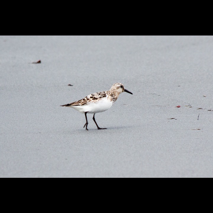 Myrsnipe - Dunlin