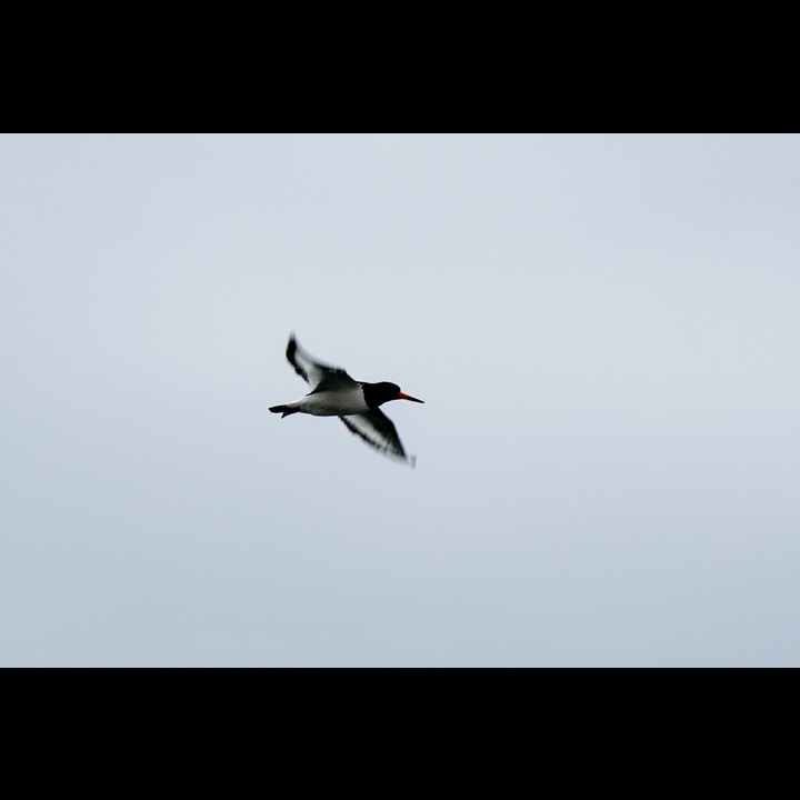 Oystercatcher (Tjeld)