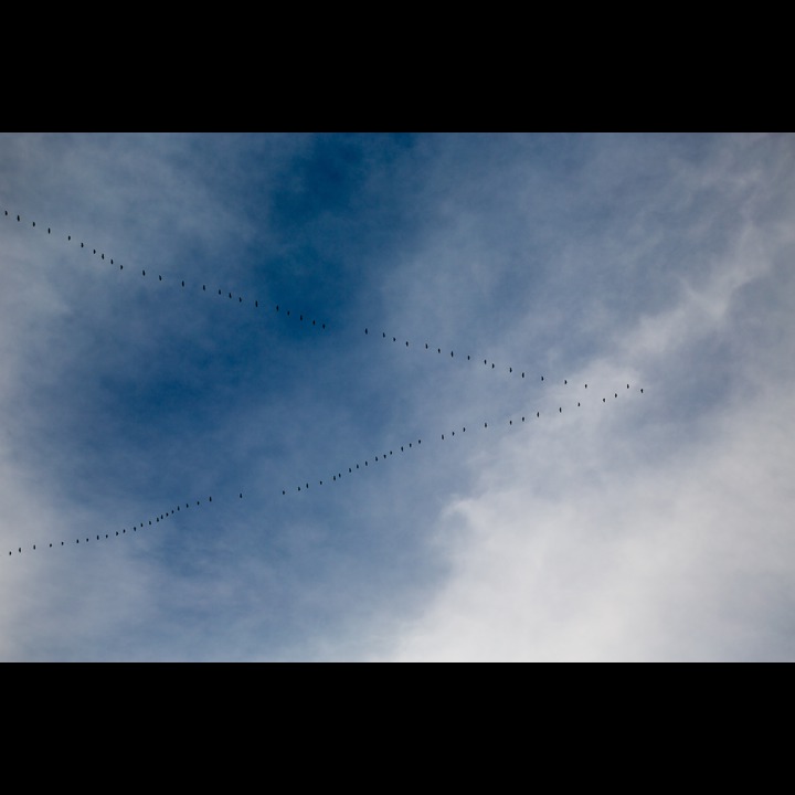 Geese over Kviljo getting ready to fly south