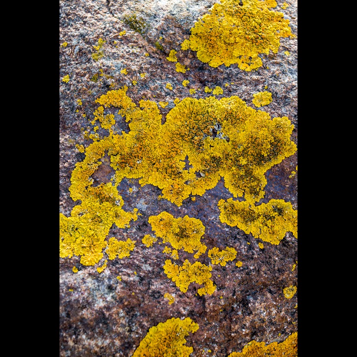 Lichen on a rock at Østhasselstrand