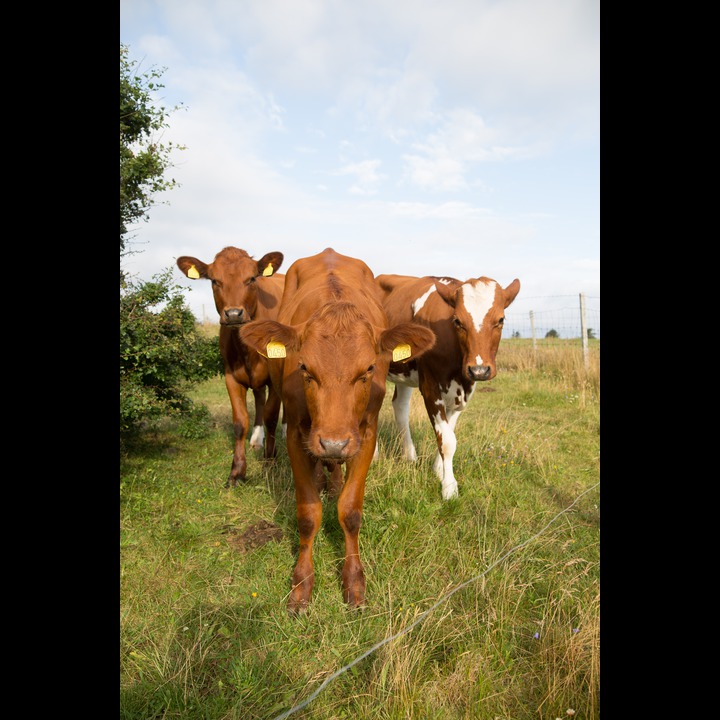 Young cows at Østhassel