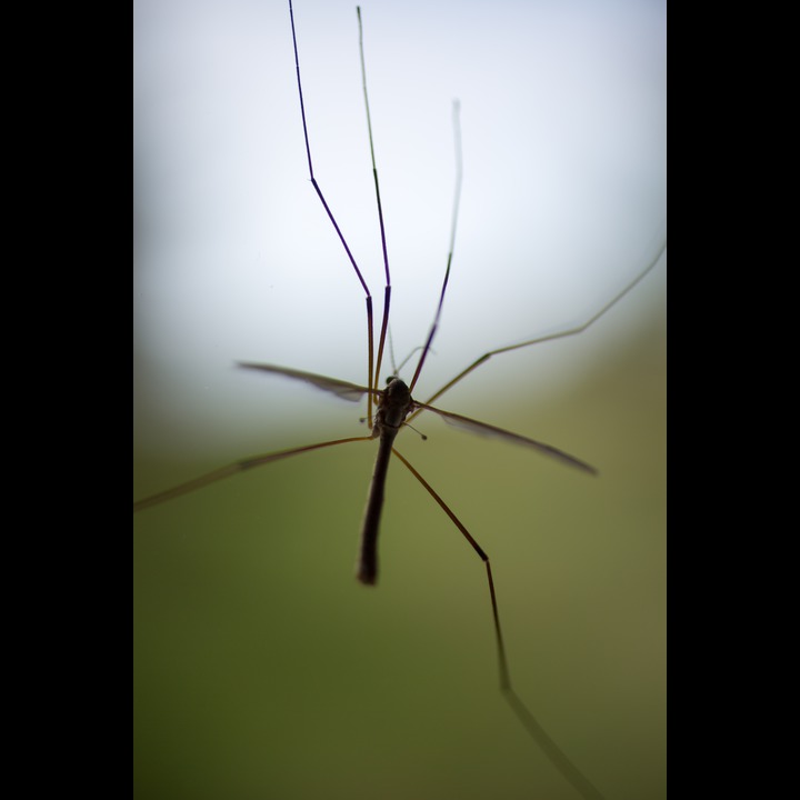 Crane fly - Stankelben