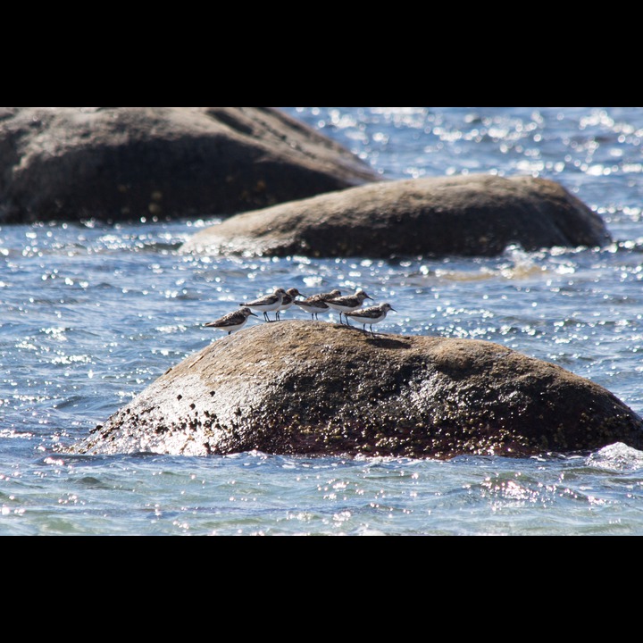 Sanderlings - Sandløpere