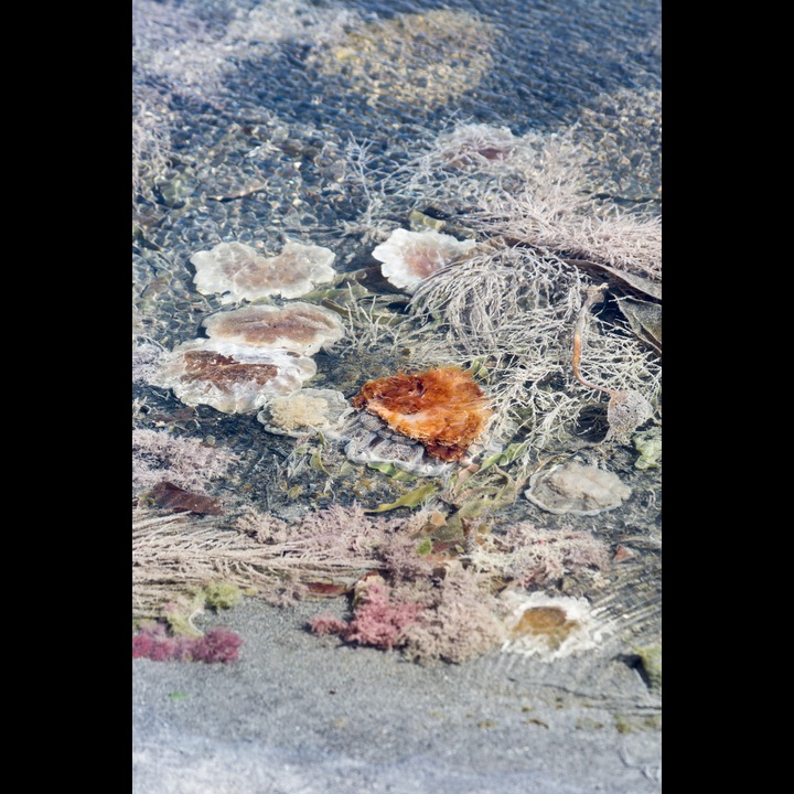 Cyanea capillata, Lion's mane jellyfish - Brennmanet