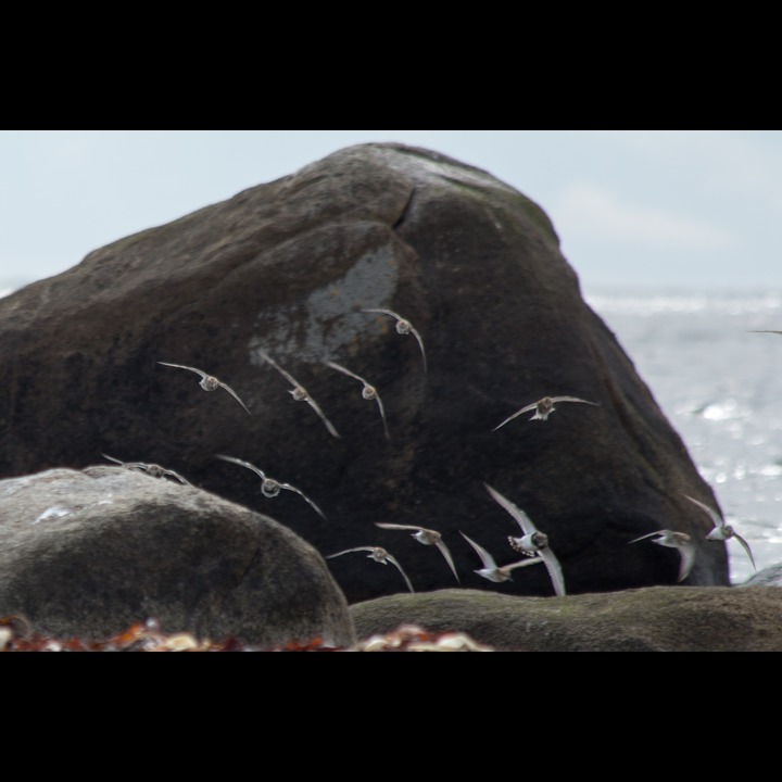 Red Knots and Ruddy Turnstone - Polarsniper og Steinvendere