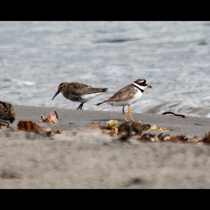 Dunlin and Ringed Plover