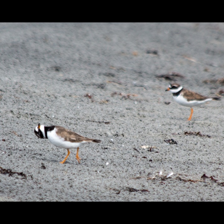 What's up?! (Sandlo - Ringed Plover)