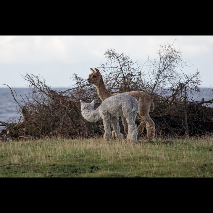 Sheep with long necks? - Lamas at Lista Lighthouse