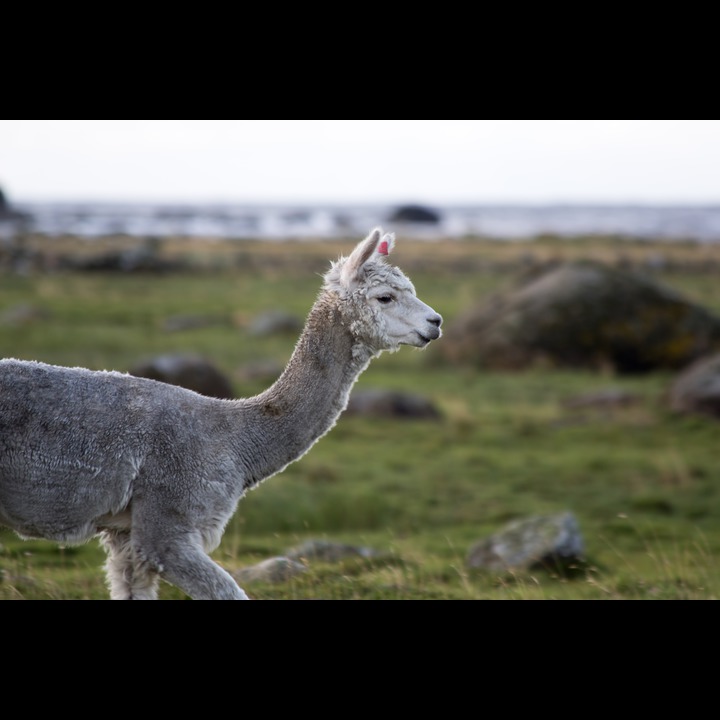 Lama at Lista Lighthouse