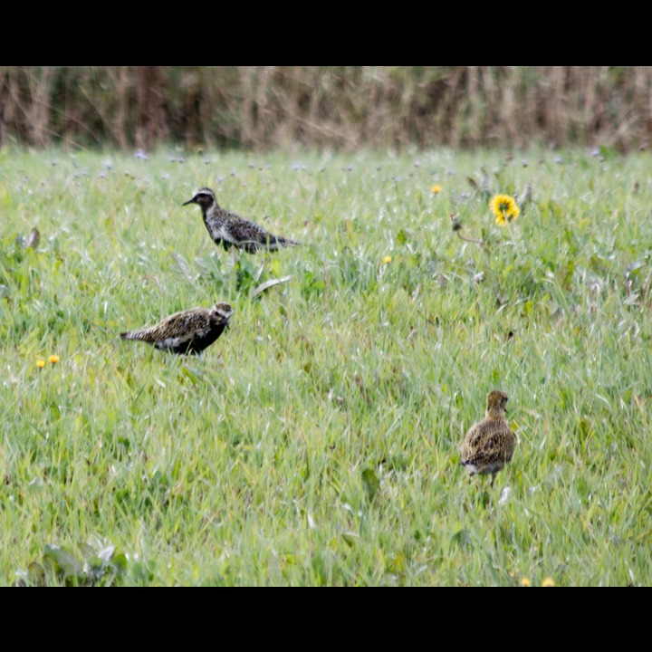 European Golden Plover (Heilo), Kviljo