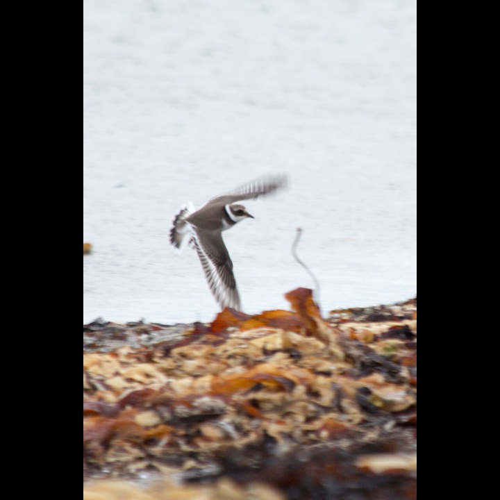 Ringed Plover - Sandlo