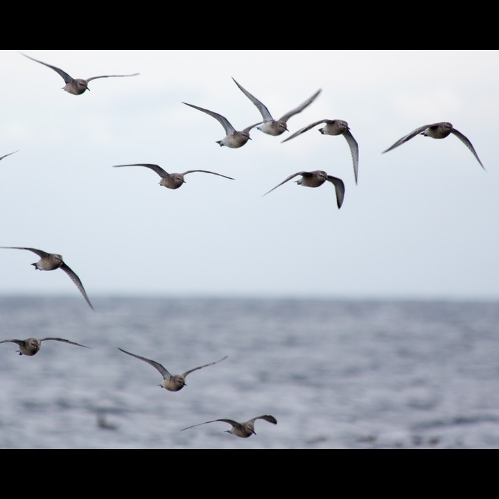 Red Knots - Polarsniper