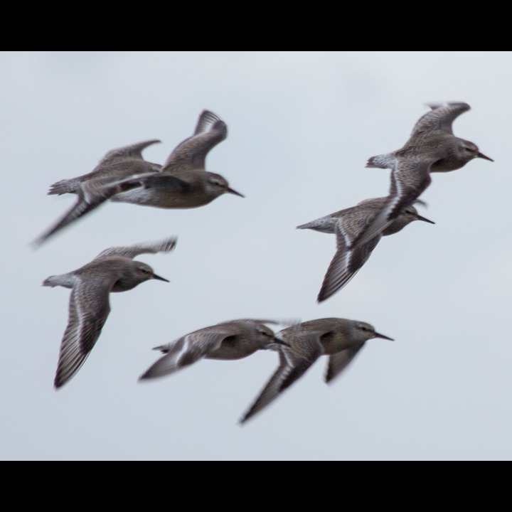 Red Knots - Polarsniper