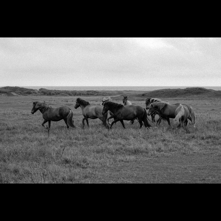 Kviljo horses (B&W film)