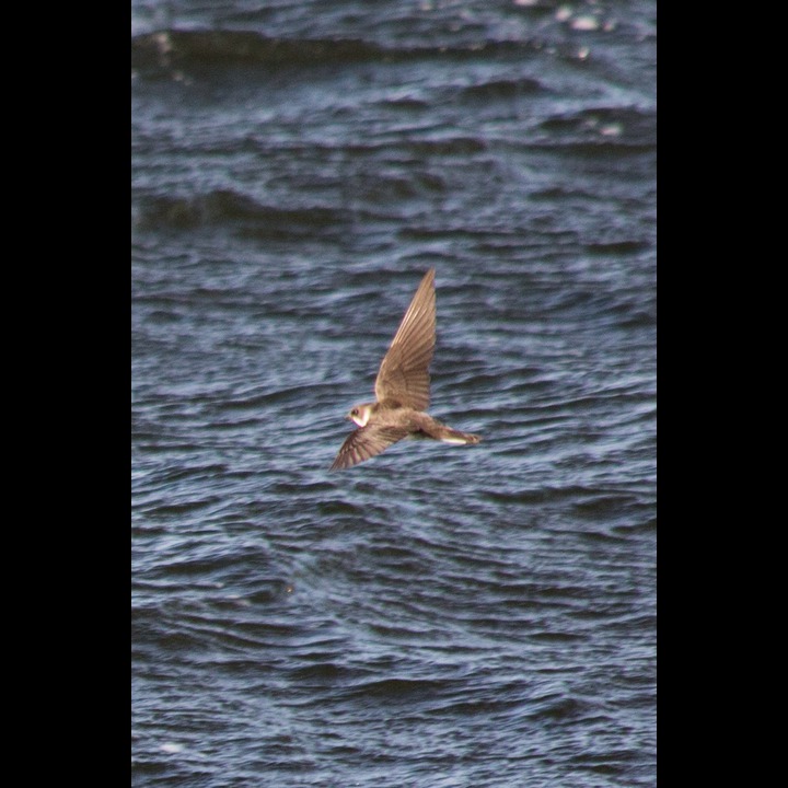 Swallow at Hanagervatn