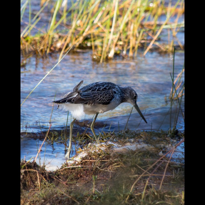 Common Greenshank - Gluttsnipe, Hanagervatn