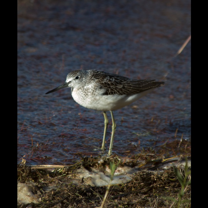 Common Greenshank - Gluttsnipe, Hanagervatn