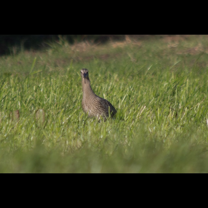 Storspove - Curlew, Hananger