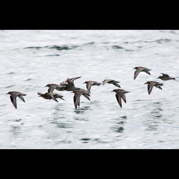 Red Knots - Polarsniper