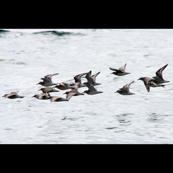 Red Knots - Polarsniper