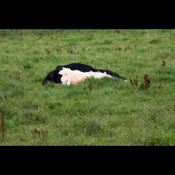 Sleeping cow, Kviljo