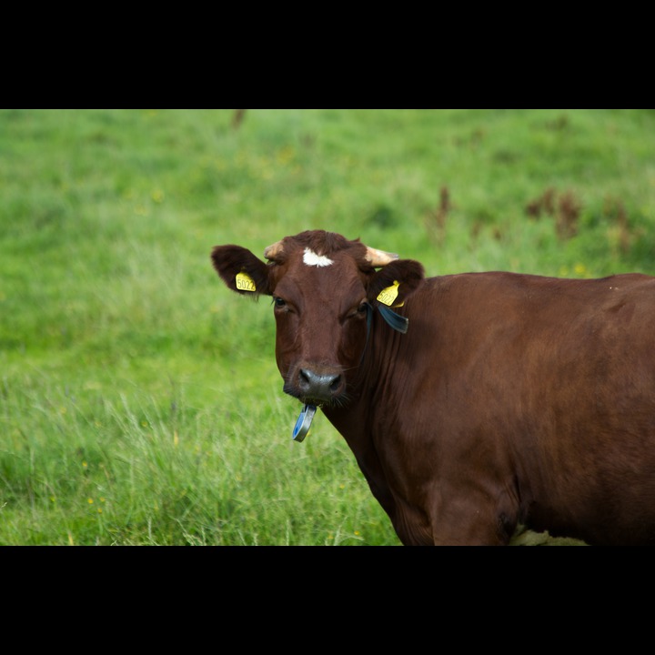 Cow at Kviljo