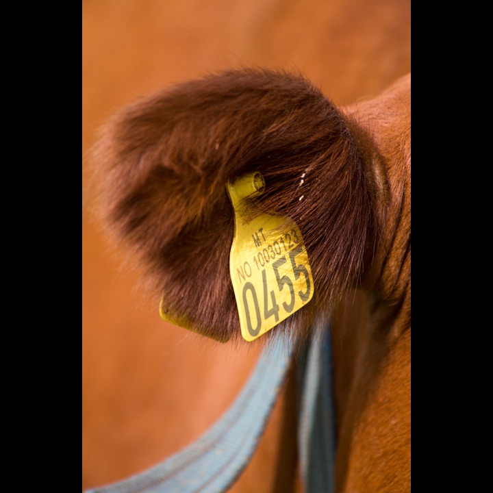 EU standard ID tag in cow's ear (There are two types of ear tag - primary and secondary. The main ear tag, known as the primary ear tag, is a yellow, plastic, two-piece ear tag which meets the conditions set by Article 3 of Commission Regulation (EC) No 262/97.)