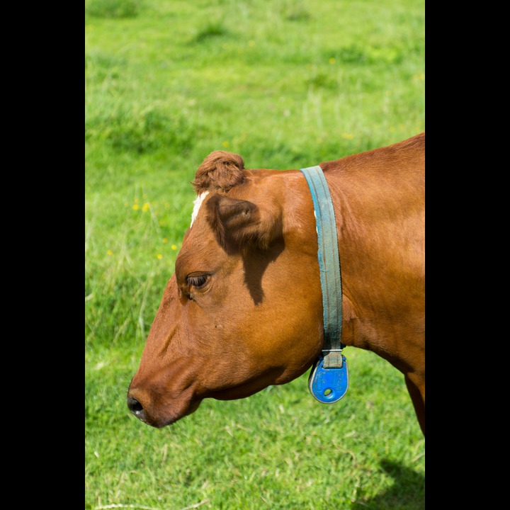 Cow with blue RFID which identifies the animal in the automated feed and milking system on the farm